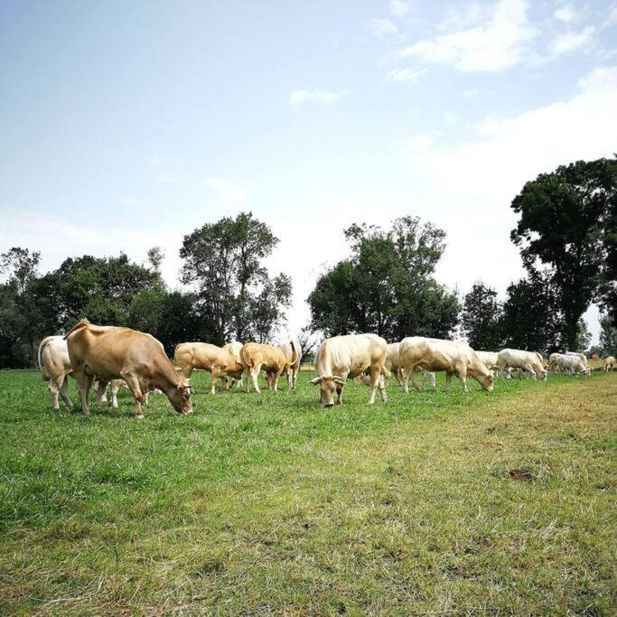 Gite A La Ferme De La Bouriette Revel  Zewnętrze zdjęcie